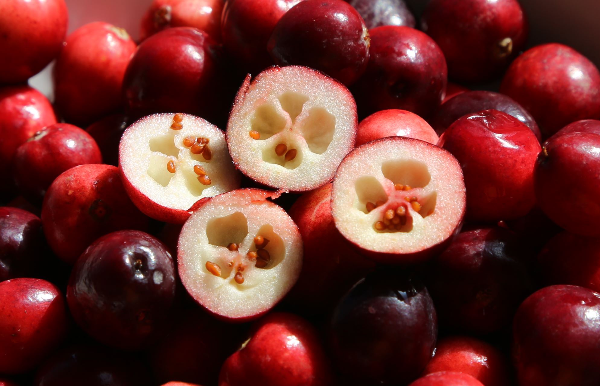4200亩蔓越莓，在中国迎来丰收年！ - 知乎